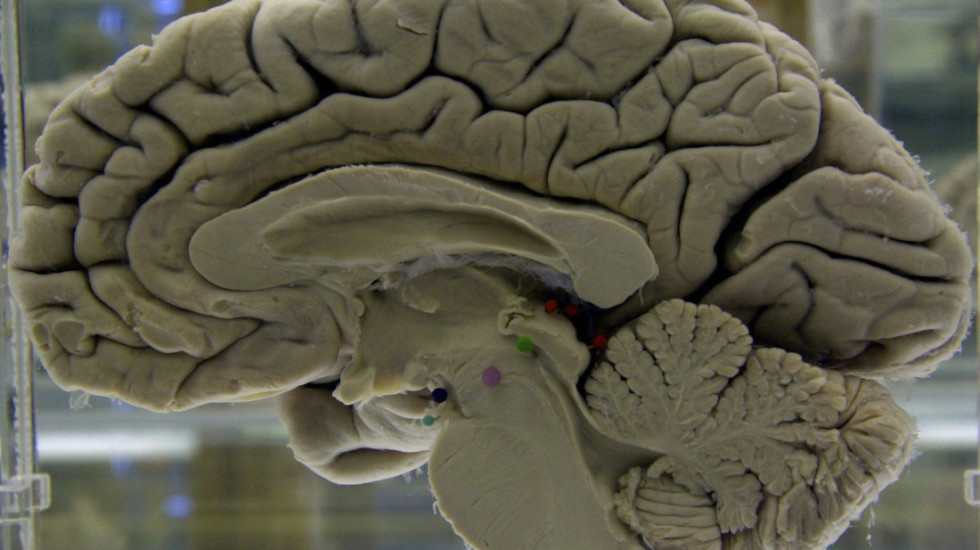 Adoleshenca zgjat deri në të 30-tat, e zbulon studimi i ri