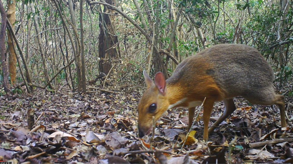Klasifikimi i kafshëve më besnike (përfshirë edhe njeriun): në vendin e parë është miu-drer