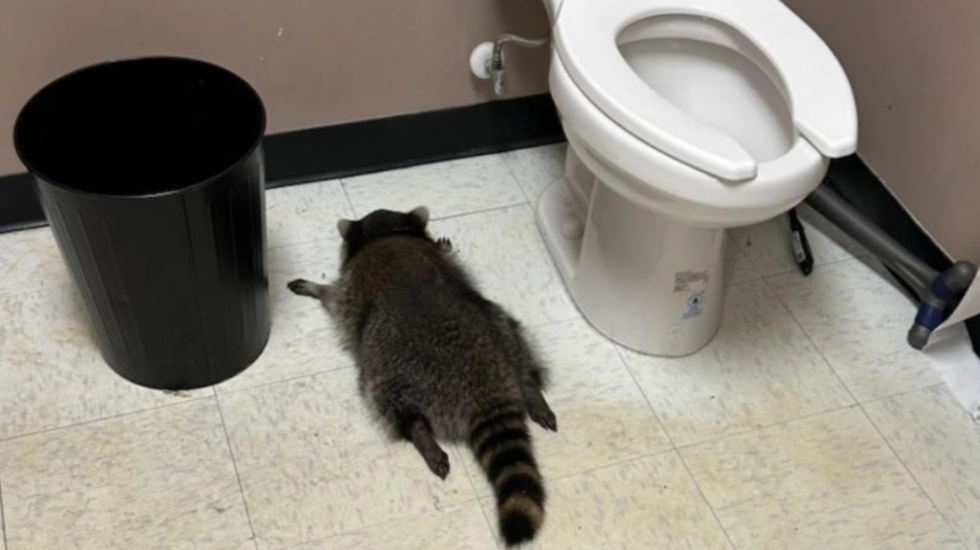 Rakuni pijanec që u bë tap në dyqanin e pijeve alkoolike dyshohet si “hajdut serial”