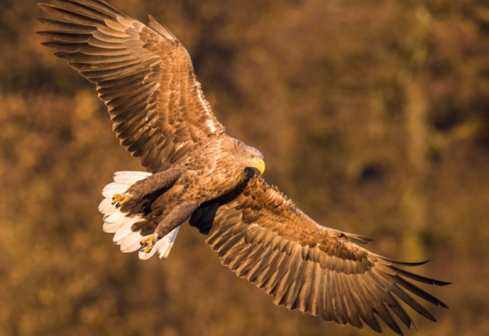Rishfaqet në Shqipëri një shpend i zhdukur 25 vite më parë