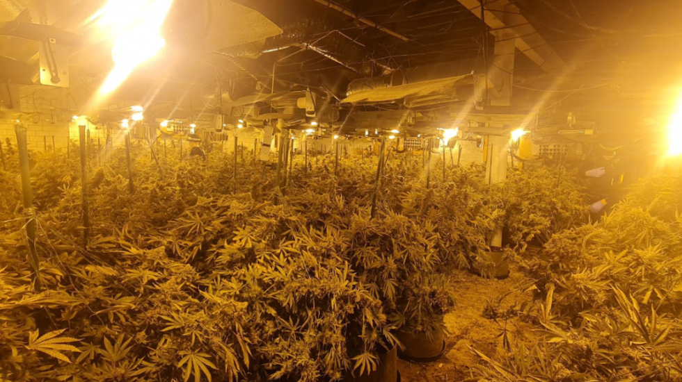 Policia i zbuloi magazinën e mbushur me kanabis, dënohen 15 shqiptarë në Liverpool