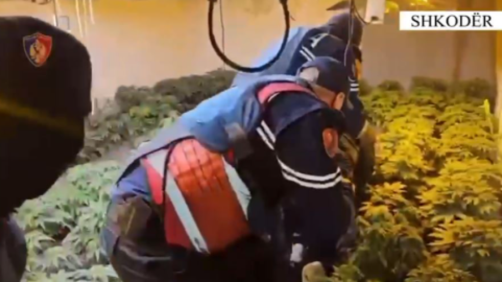 Plot me kanabis, zbulohet “shtëpia e barit” në Velipojë