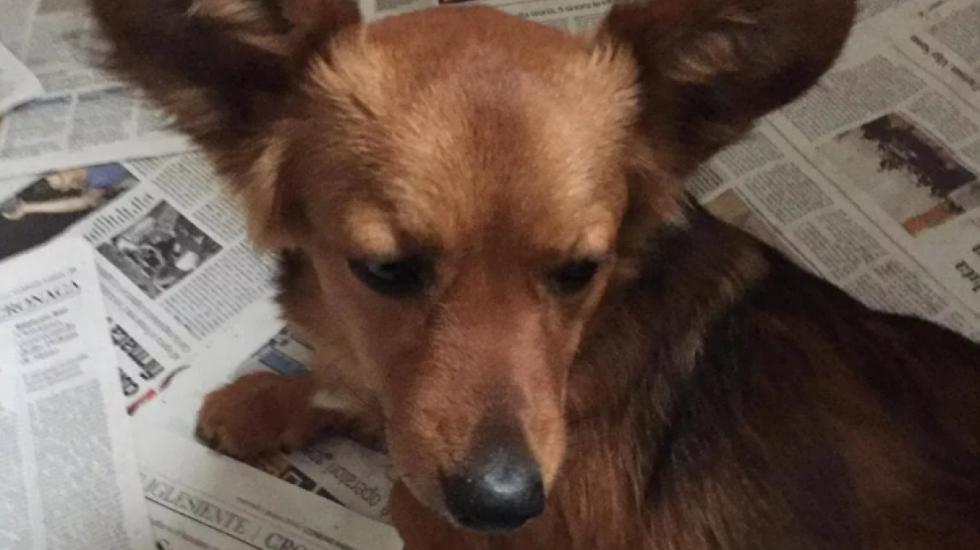 Qeni besnik që preku Italinë, nuk ndahet nga pronari i pajetë për ditë të tëra