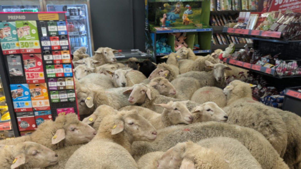 Delet braktisin kopenë dhe ia mësyjnë supermarketit në Gjermani