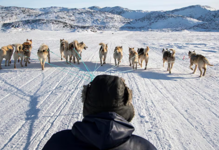 Njësia elitare e ushtrisë daneze me qen që mbron Groenlandën