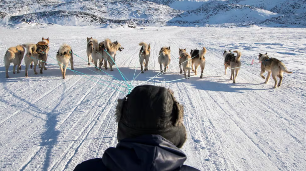 Njësia elitare e ushtrisë daneze me qen që mbron Groenlandën