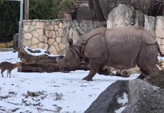 Sfidoi rinocerontin 1,7 ton, dreri guximtar fiton zemrat e publikut