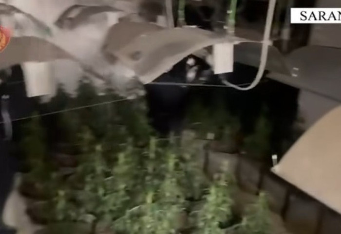 "Hape derën, policia!", shtëpi bari në mes të Sarandës. Sekuestrohen 26 kg kanabis