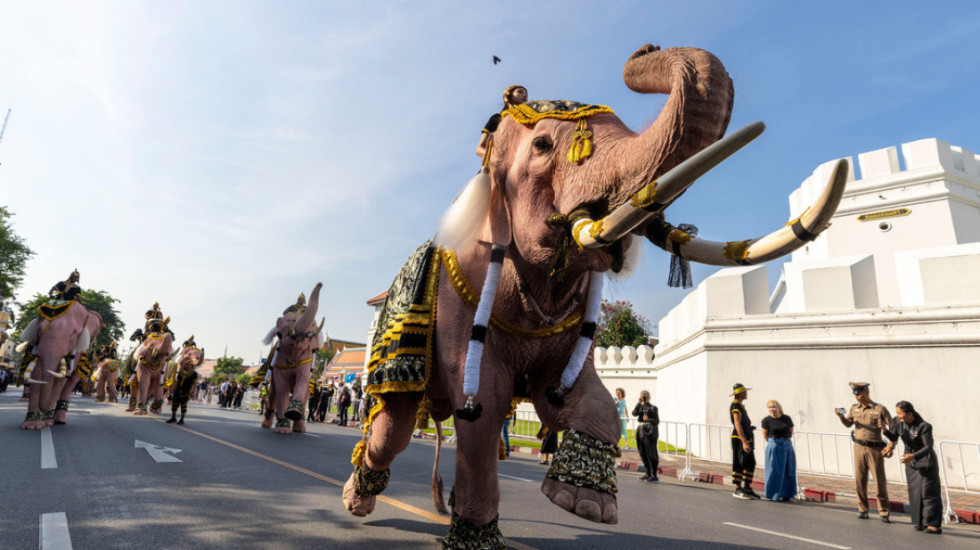 Një shtet i tërë në alarm nga elefanti vrasës, u ka marrë jetën 20 personave në 9 ditë
