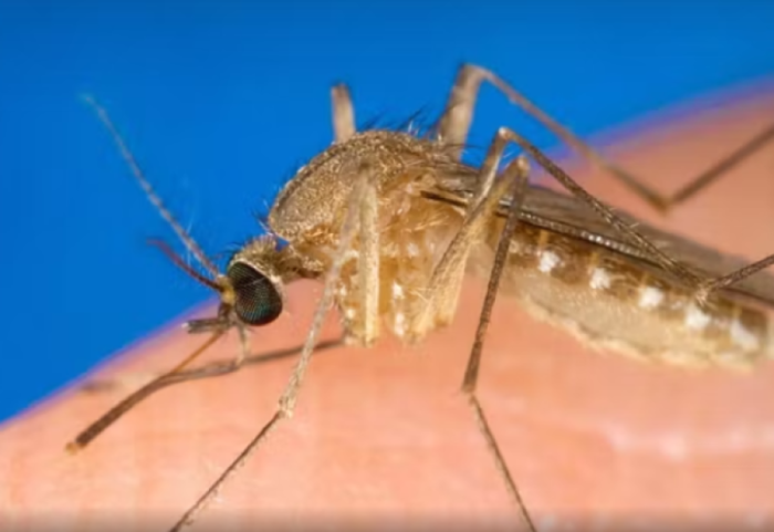 Teknologji bërthamore për të mposhtur mushkonjat tigër, risia në Austri