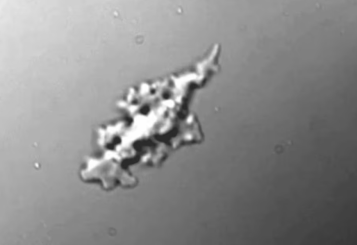 Shkencëtarët zbulojnë jetë në vendin ekstrem në Tokë