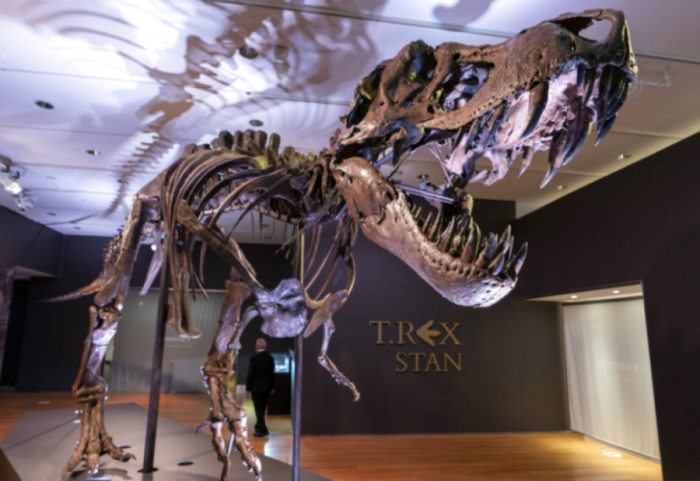 Dinosauri T-rex jetoi në Tokë më gjatë nga sa mendohej, çfarë tregojnë studimet e reja?