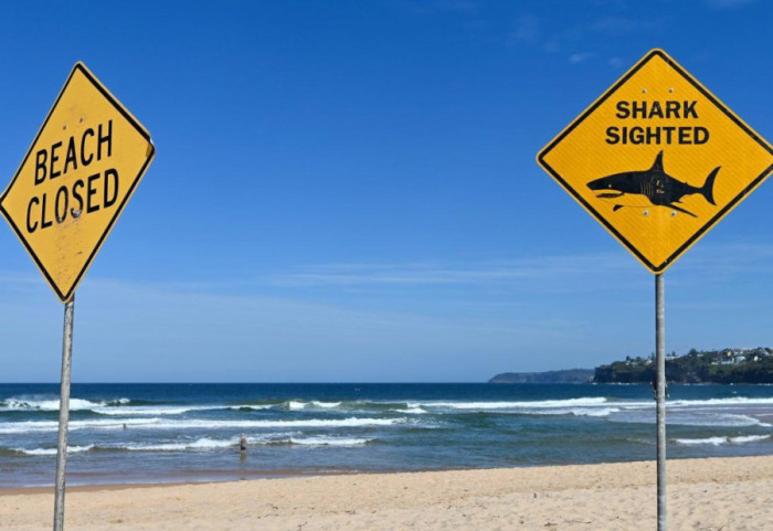 Mbipopullimi i ujërave dhe temperaturat në rritje të oqeanit, rritet numri i sulmeve nga peshkaqenët