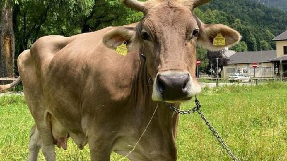 Lopa më e zgjuar në botë ndodhet në Austri, Veronika befason shkencën me veprimet e saj ‘inteligjente’