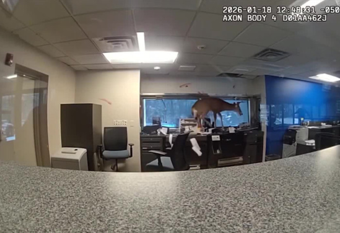 Alarm për grabitje në bankë, policia e New York “arreston” drerin