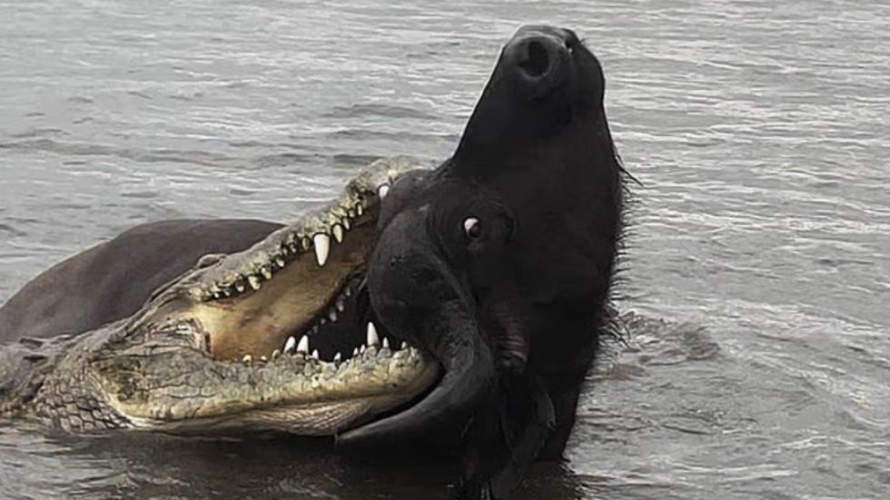 Bualli i shpëton për mrekulli sulmit të krokodilit