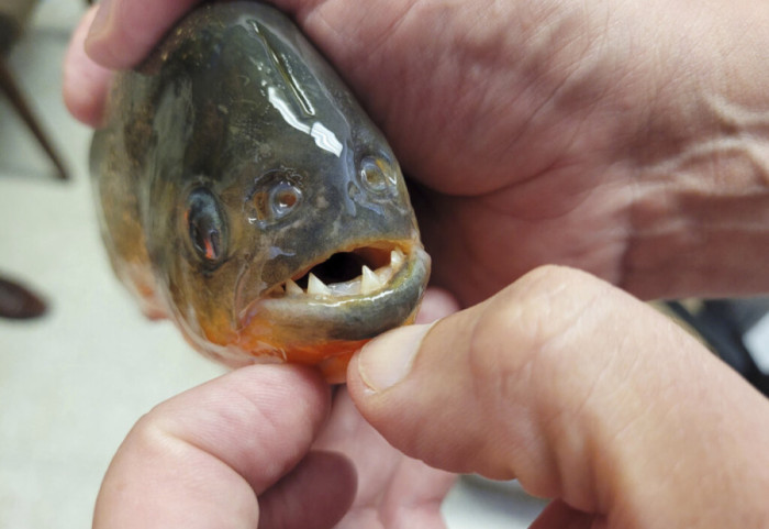 Piranjat lënë 10 të lënduar në vendin turistik në Brazil