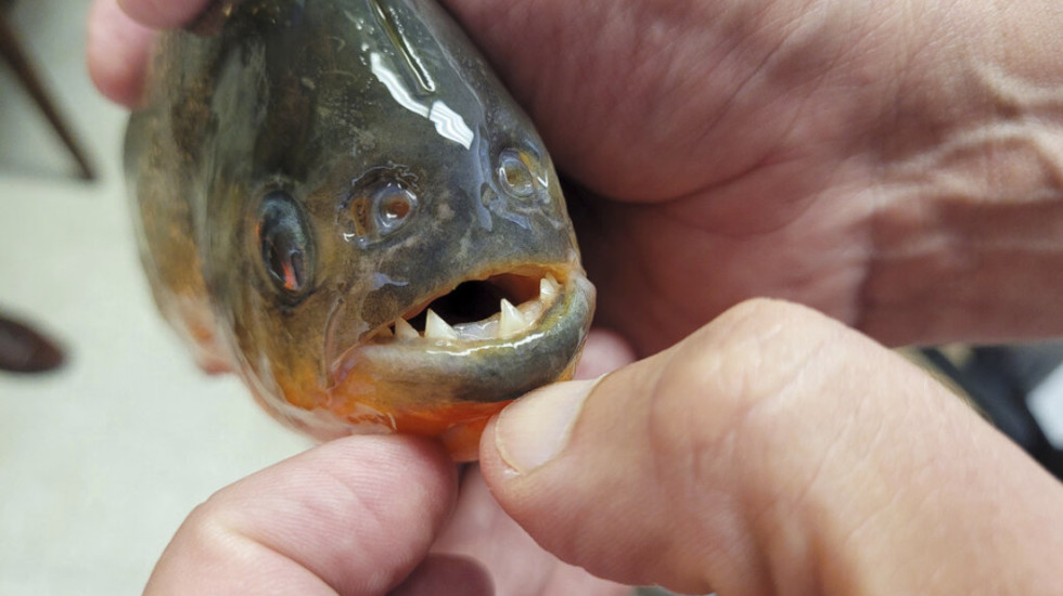 Piranjat lënë 10 të lënduar në vendin turistik në Brazil