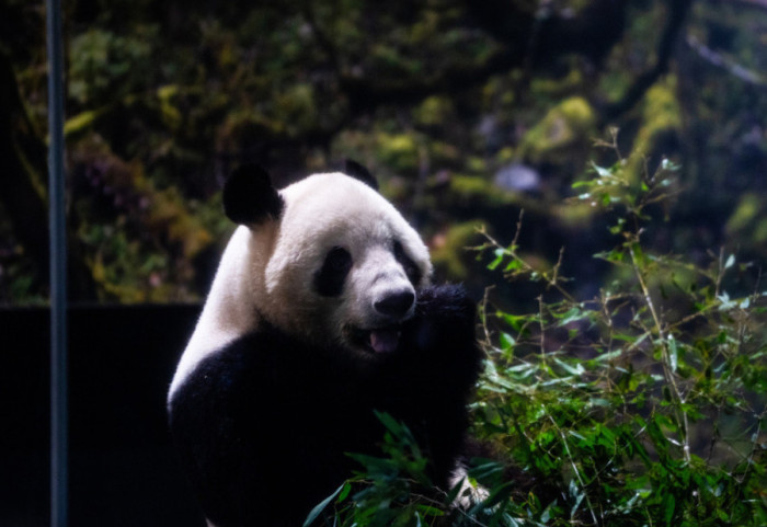 Mijëra qytetarë në lot, Japonia i dorëzon Kinës dy pandat e fundit