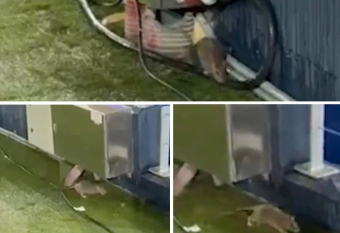 Para sfidës në Champions, minjtë “hedhin valle” në Camp Nou