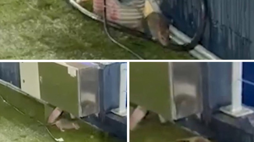 Para sfidës në Champions, minjtë “hedhin valle” në Camp Nou