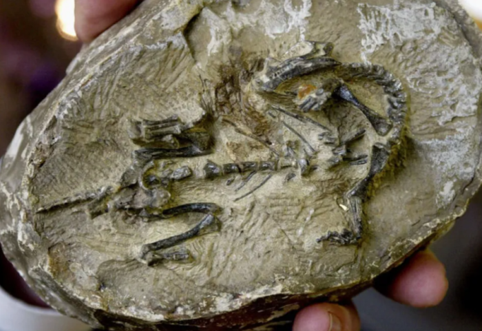 Gjendet "thesari" i fosilizuar, zbulohen kafshë të panjohura që jetuan 500 mln vite më parë në Tokë