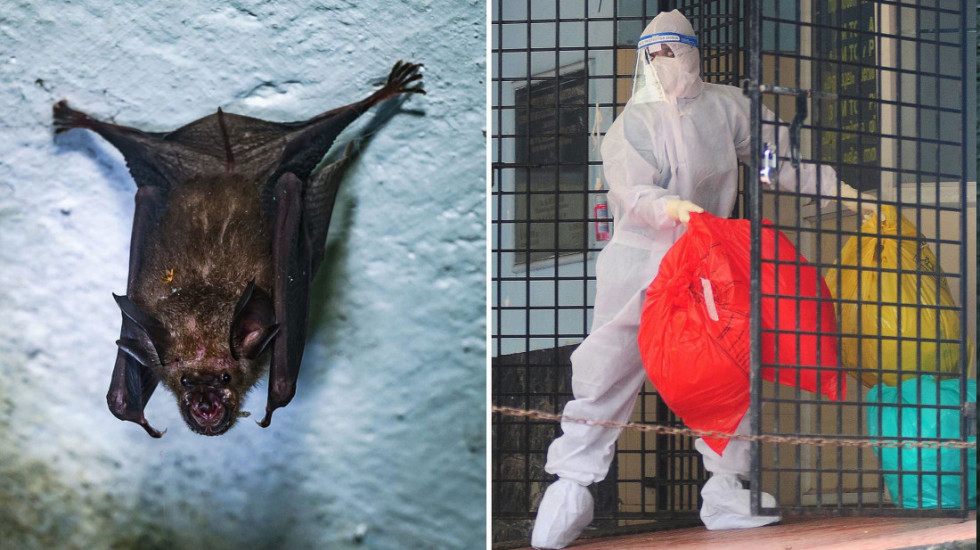 “Rreziku për Europën, i ulët”, Azia mbetet në alarm nga virusi Nipah