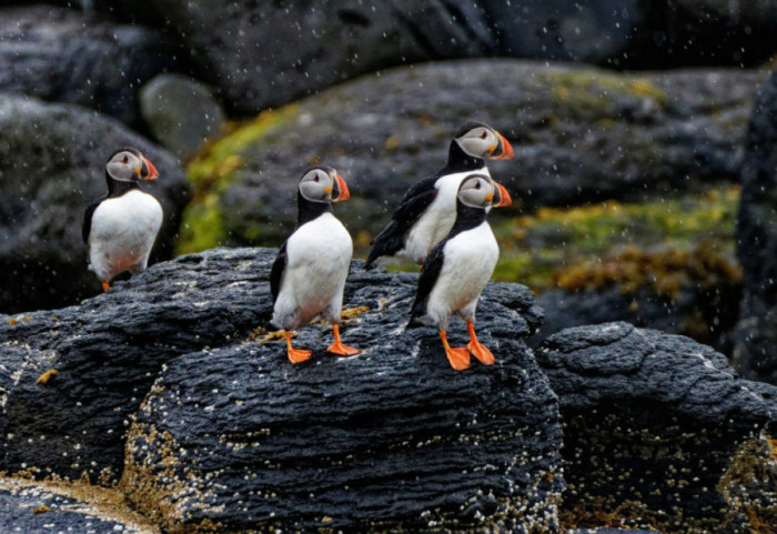 Ishulli i largët ku mund të jetoni falas mes fokave dhe zogjve nordikë