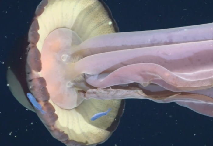 I madh sa një autobus, zbulohet kandili i detit që la pa fjalë shkencëtarët