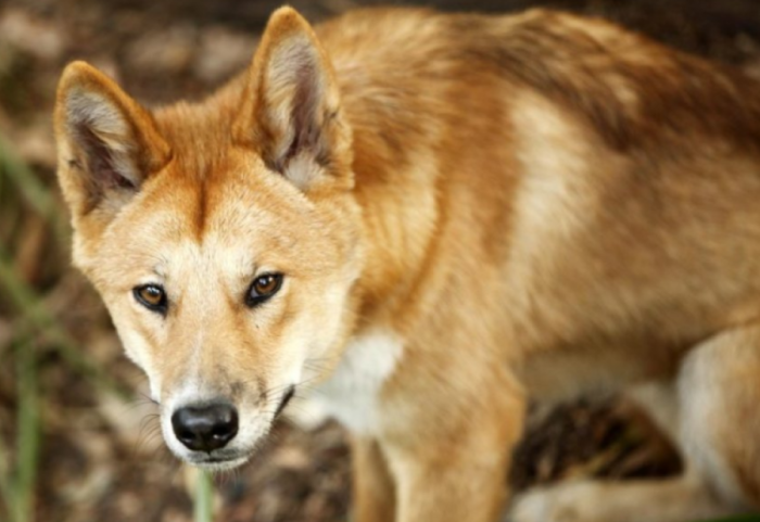 E rëndë në Belsh, e moshuara u kafshua nga qeni i fqinjit, ndërron jetë