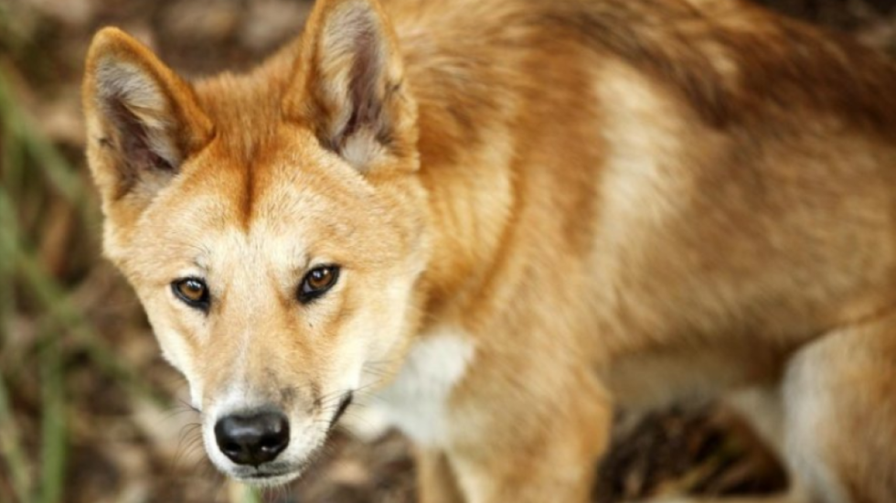 E rëndë në Belsh, e moshuara u kafshua nga qeni i fqinjit, ndërron jetë
