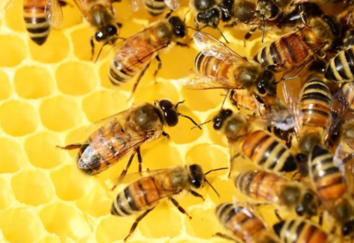 Vendim historik për bletët e Amazonës, bëhen insekti i parë që fiton të drejta ligjore