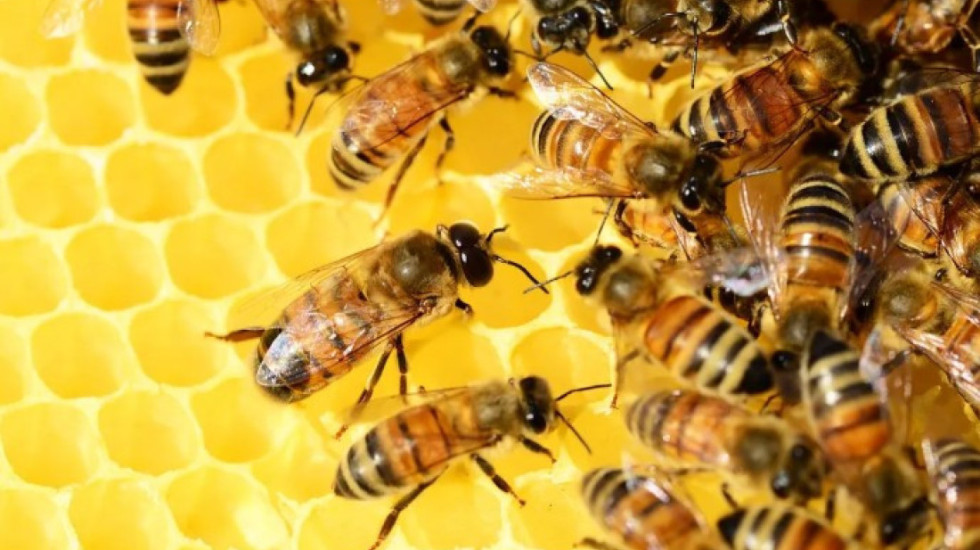 Vendim historik për bletët e Amazonës, bëhen insekti i parë që fiton të drejta ligjore