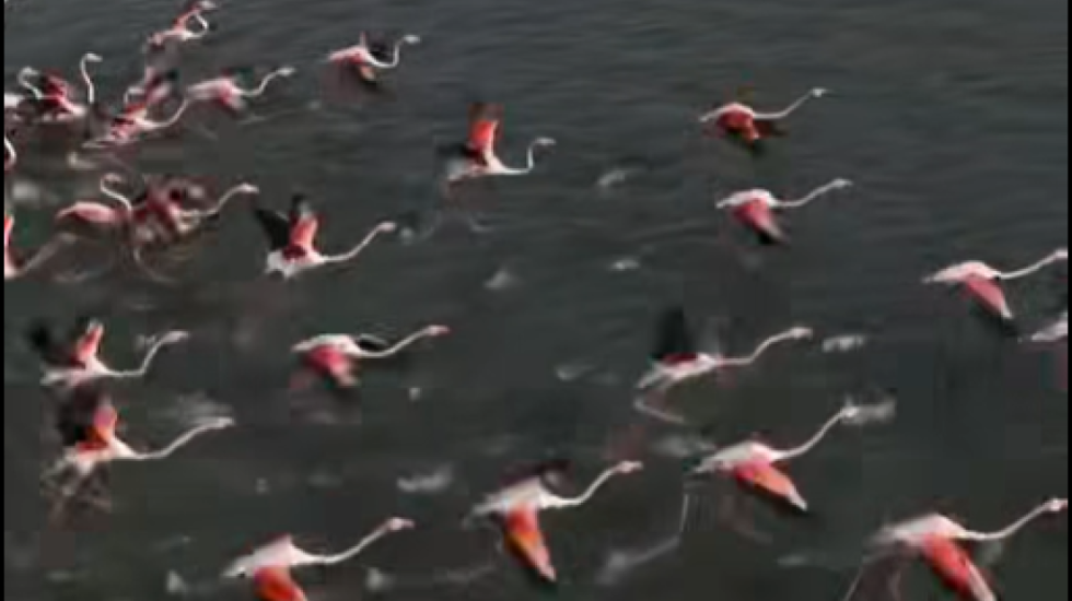 Zvërneci mbushet me flamingo, kryeministri Rama ndan video