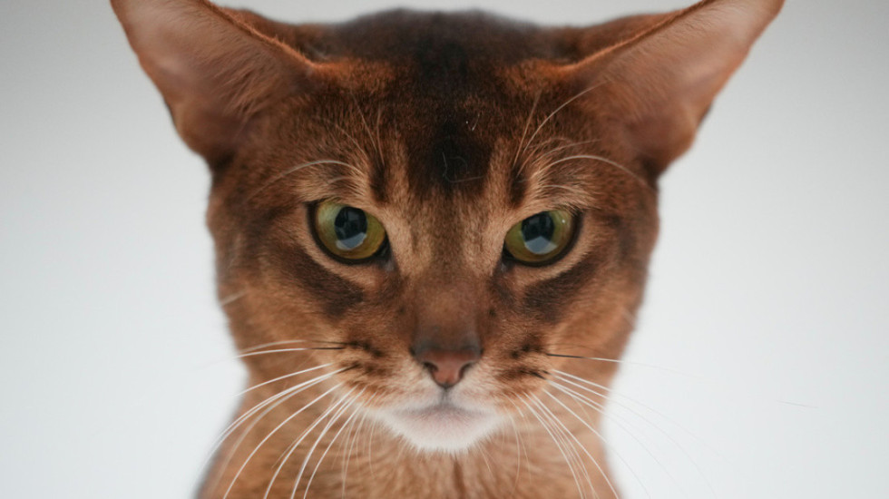 Nga majmuni te gjarpri, por pse macja nuk është në zodiakun kinez?