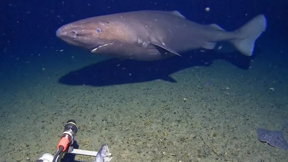Peshkaqen kapet në kamera për herë të parë në thellësitë e ngrira të Antarktidës