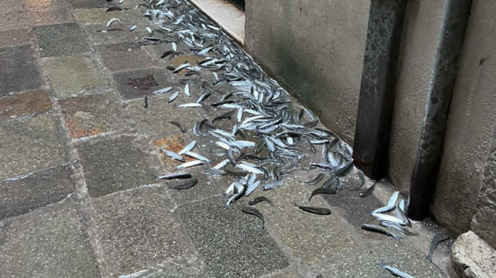 “Plasi peshku”, pushtohen rrugët në Venezia pas baticës