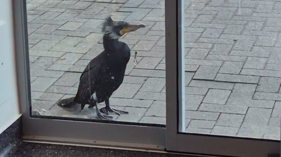 Zogu i detit shkon në spital për të kërkuar ndihmë, sinjalizon mjekët duke trokitur derën me sqep