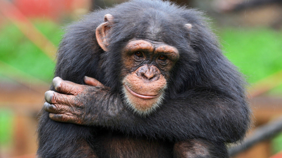 Shimpanzetë bëhen “tap” në Parkun Kombëtar