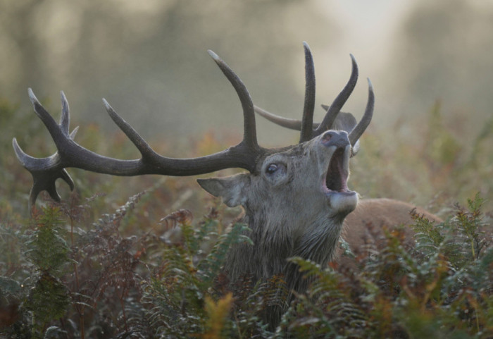 E sulmon dhe e godet në gjoks, dreri i merr jetën çiklistit