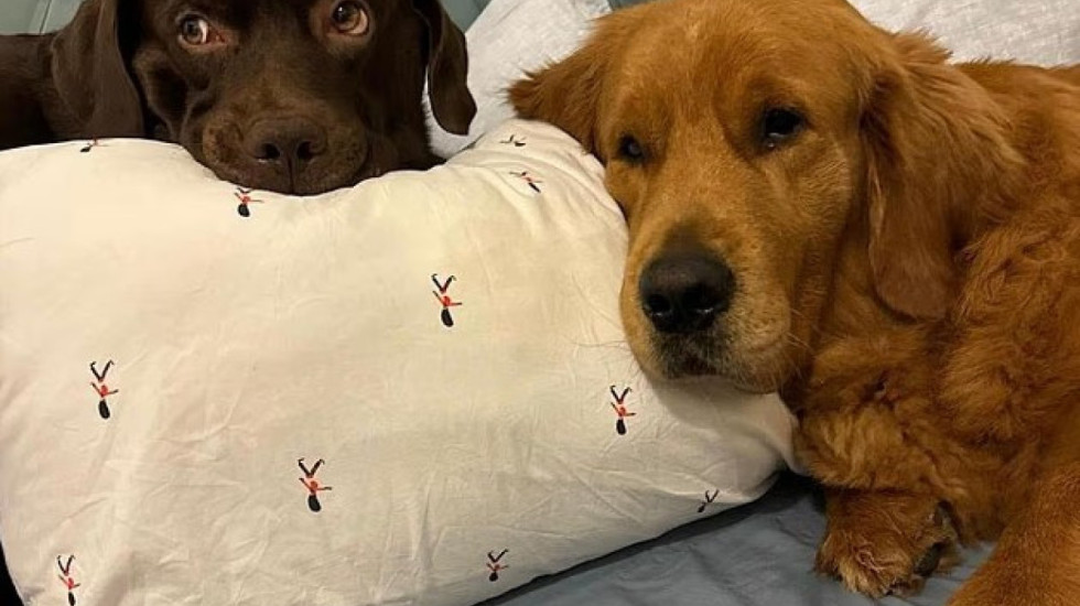 Ana e padukshme e luftës, europianët ia mbathin nga Dubai dhe braktisin kafshët, ose i çojnë për eutanazi