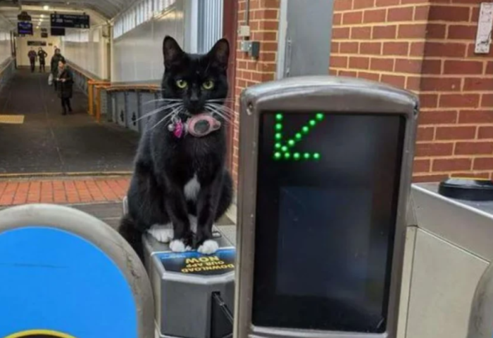 Macja që mori trenin e vetme dhe bëri një udhëtim prej gati 30 kilometrash