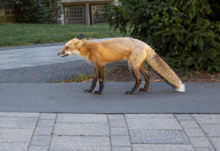 Dhelpra hipën fshehurazi në një anije në Angli dhe mbërrin në Nju Jork