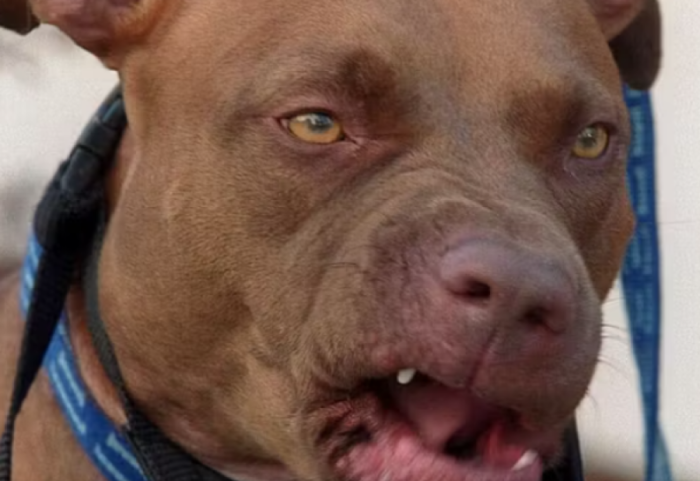 E kafshojnë pitbullët e tij, në gjendje të rëndë një person në Itali