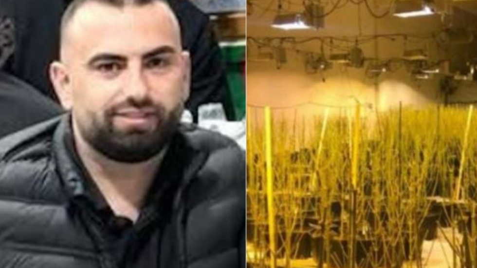 Mijëra rrënjë kanabis në banesën në pronësi të tij, drejtori i burgut të Rrogozhinës dorëzohet në polici