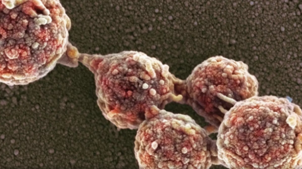 Zbulohet bakteri i parë “zombi”, jeton në ADN-në e një specie tjetër