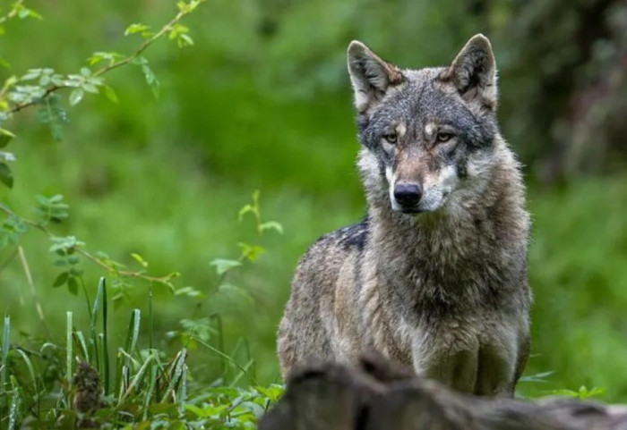 Ndodh në mes të qytetit! Kafsha e pazakontë kafshon gruan në Hamburg
