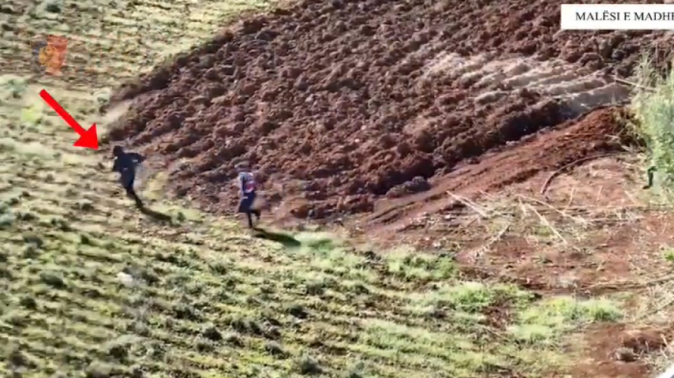 Bimët në “Fazë të parë”, asgjësohen qindra rrënjë kanabis, 3 në pranga