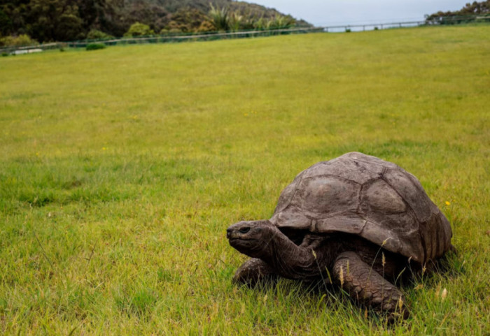 "Ndërron jetë breshka më e vjetër në botë", shakaja e 1 prillit për Jonathan