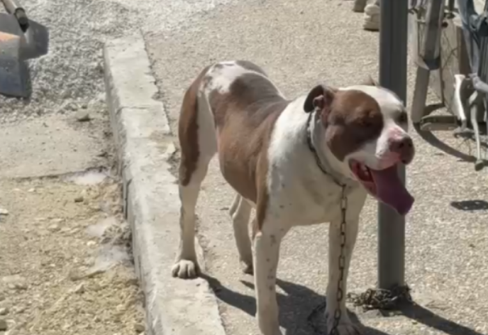 E rëndë në Vlorë, vajza e mitur kafshohet nga qeni në Lungomare